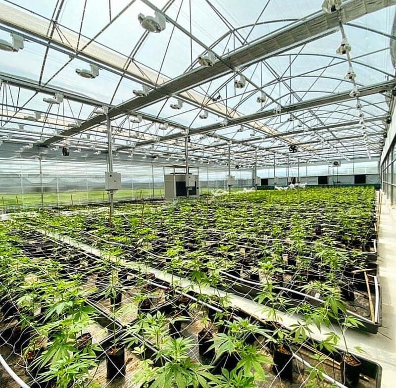 biomindx greenhouse