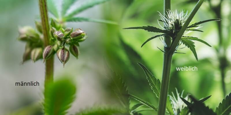 unterschied weibliche männliche cannabispflanze